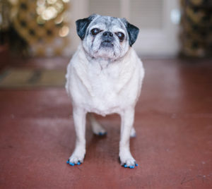 Pug wearing ToeGrips for Dogs